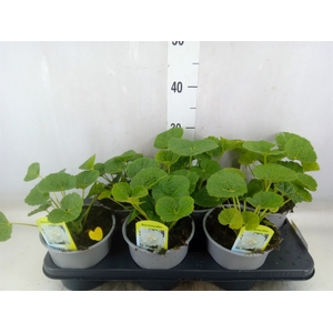 Alcea rosea 'SpringCel White'