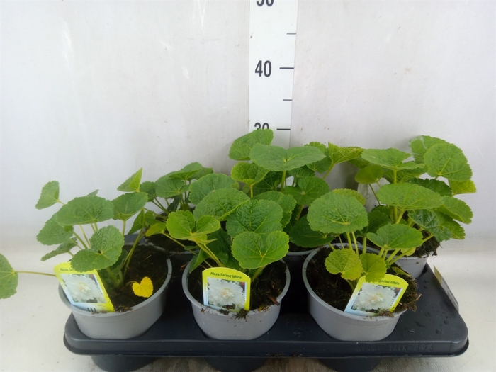 <h4>Alcea rosea 'SpringCel White'</h4>
