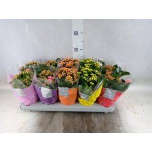 Kalanchoe blos. 'Perfecta'  ..mix 5
