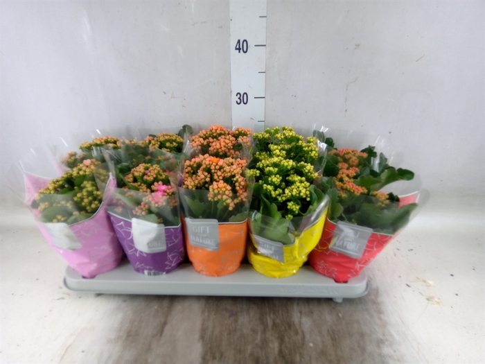<h4>Kalanchoe blos. 'Perfecta'  ..mix 5</h4>