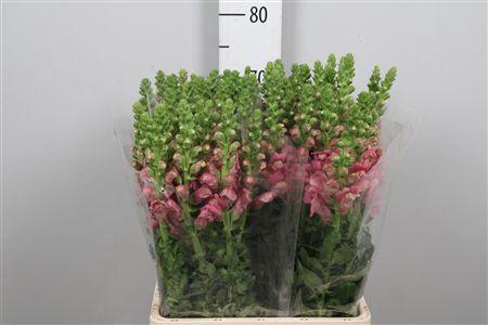 <h4>Antir Poto Pink</h4>