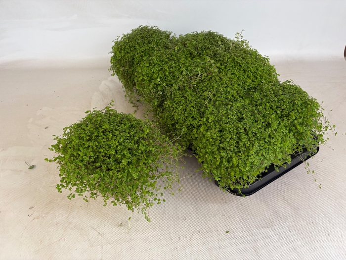 <h4>SOLEI SOL GROEN</h4>