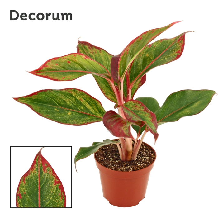 <h4>Aglaonema Crete 9 cm (Decorum)</h4>