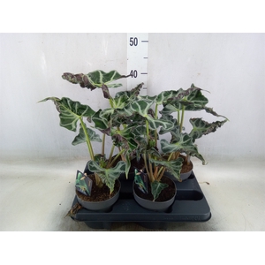 Alocasia   ...