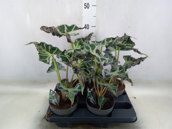 <h4>Alocasia   ...</h4>