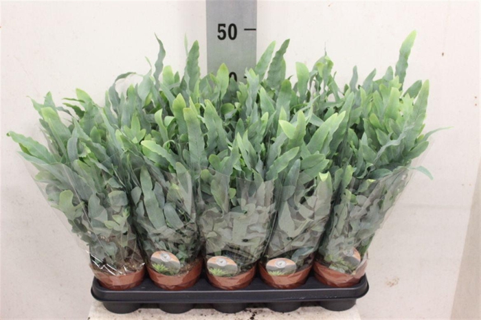 <h4>Phlebodium aureum 'Blue Star'</h4>