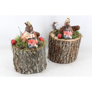 arr4 Amaryllis MB - Schors pot X6 L