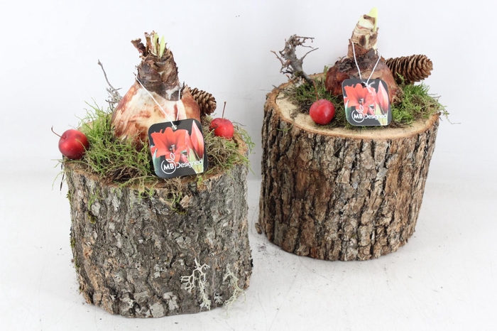 <h4>arr4 Amaryllis MB - Schors pot X6 L</h4>