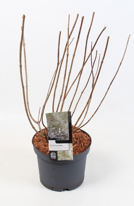 <h4>Hydrangea Paniculata 'Silver Dollar' 23 cm</h4>