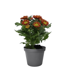 CHRYS.IND.HYBRID MINI P6 ORANJE 2-KLEURIG