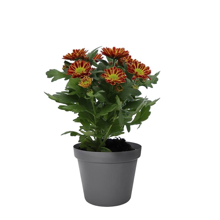 <h4>CHRYS.IND.HYBRID MINI</h4>