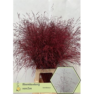 Panicum paint bordeaux