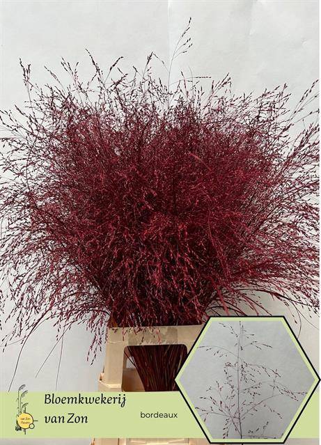 <h4>Panicum paint bordeaux</h4>