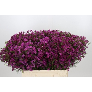 Chamelaucium Purple Rain