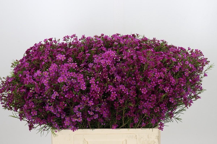<h4>Chamelaucium Purple Rain</h4>