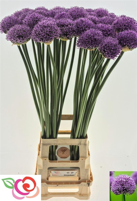 <h4>Allium Gladiator</h4>