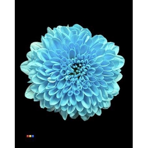 Chr S Cash Pastel Blue