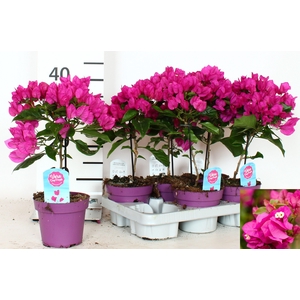 BOUGAINV VERA D P IM