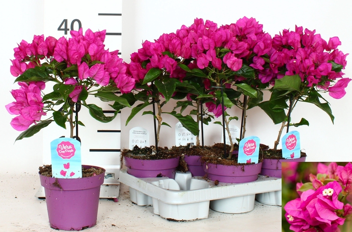 <h4>BOUGAINV VERA D P IM</h4>