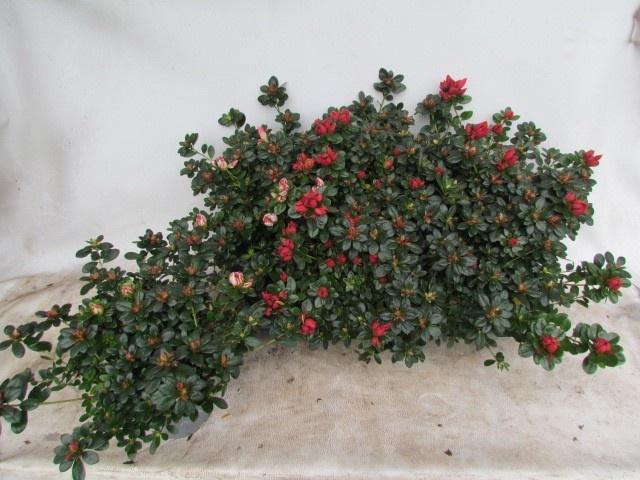 <h4>RHODO SI OV</h4>