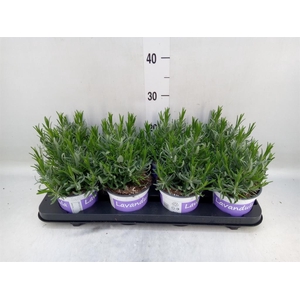 Lavandula angus. 'Hidcote'