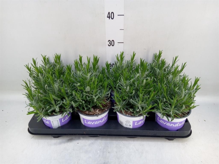 <h4>Lavandula angus. 'Hidcote'</h4>