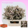 Chamelaucium 'Moonlight Delight'