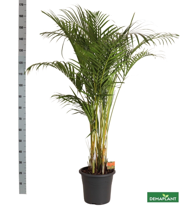 <h4>DYPSIS LUTESCENS</h4>