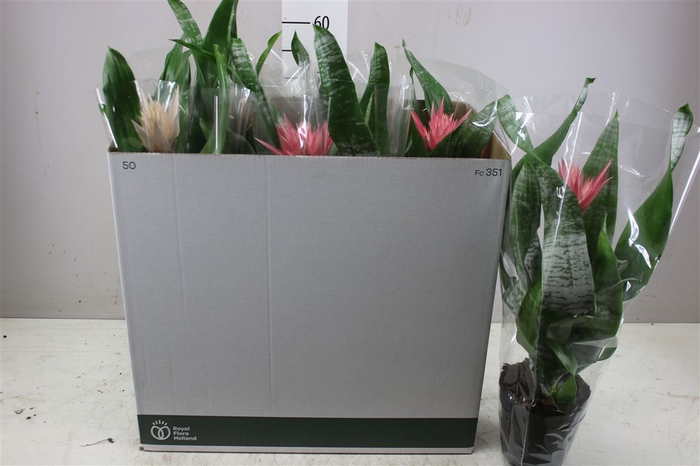 <h4>Aechmea Gemengd</h4>
