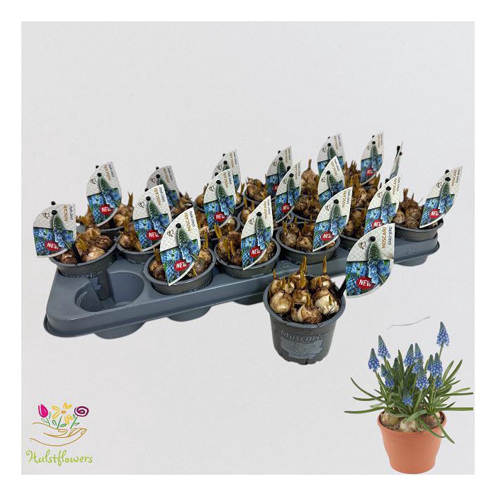 <h4>MUSCAR EARLY BIRD</h4>