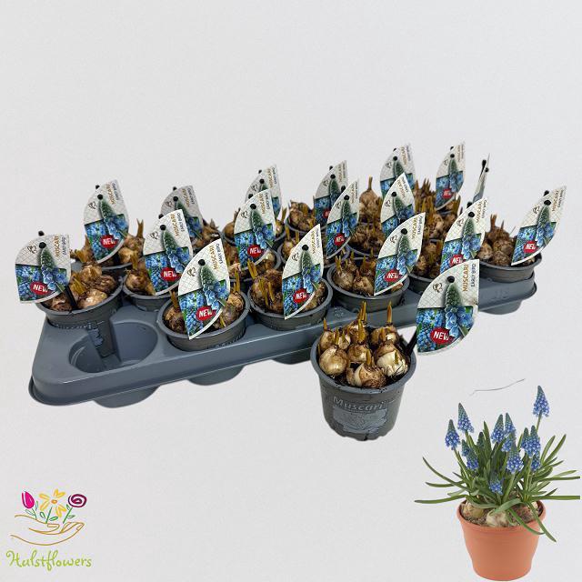 <h4>MUSCAR EARLY BIRD</h4>