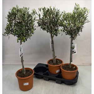 OLEA EUROPAEA