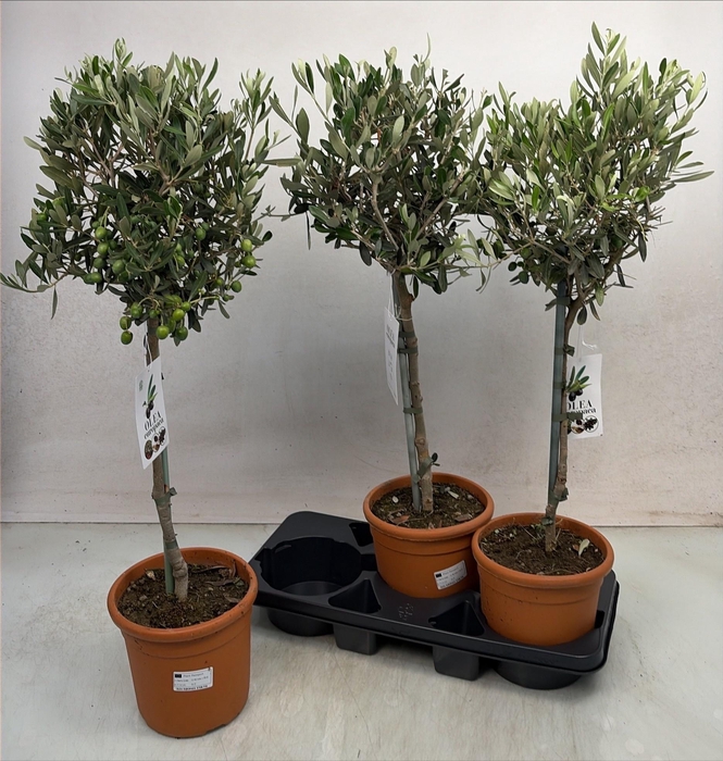 <h4>OLEA EUROPAEA</h4>