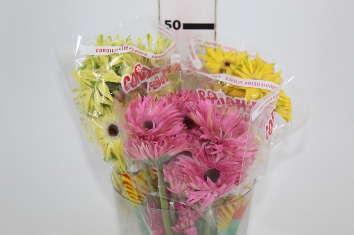 GERBERA PASTINI SOIREE < 050 CM < 10 CM DIAM