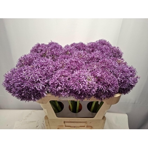 ALLIUM GLOBEMASTER