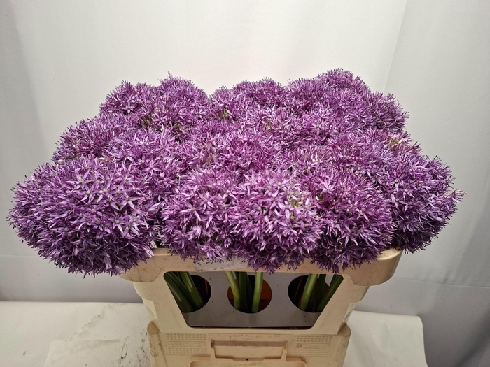 <h4>ALLIUM GLOBEMASTER</h4>