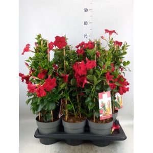 Mandevilla am. 'Diaman Topaze Ver'