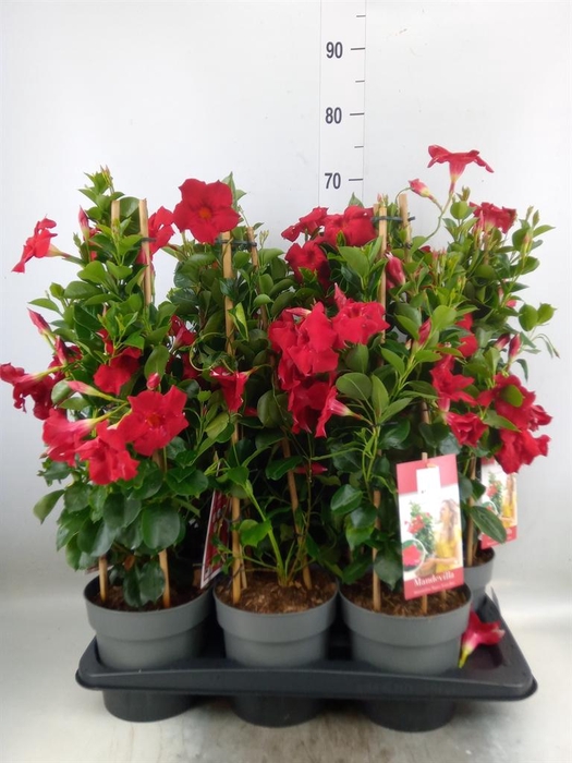 <h4>Mandevilla am. 'Diaman Topaze Ver'</h4>