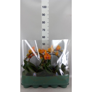 Phalaenopsis   ...