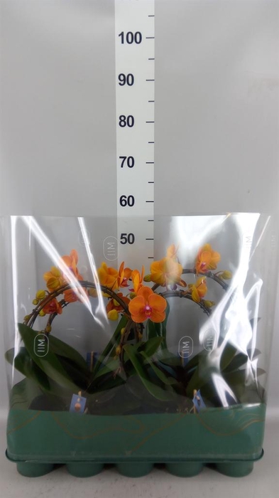 Phalaenopsis   ...