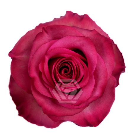 <h4>R GR LOLA Tessa</h4>