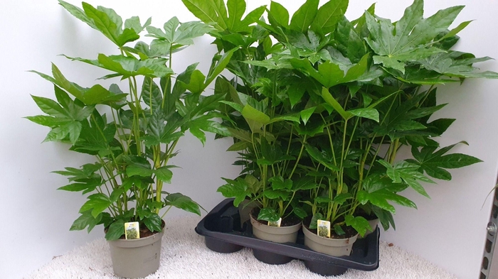 <h4>Fatsia Japonica</h4>