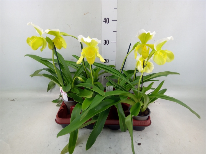 <h4>Paphiopedilum   ...</h4>