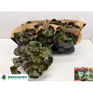 BEG ERY BLACK JUNGLE