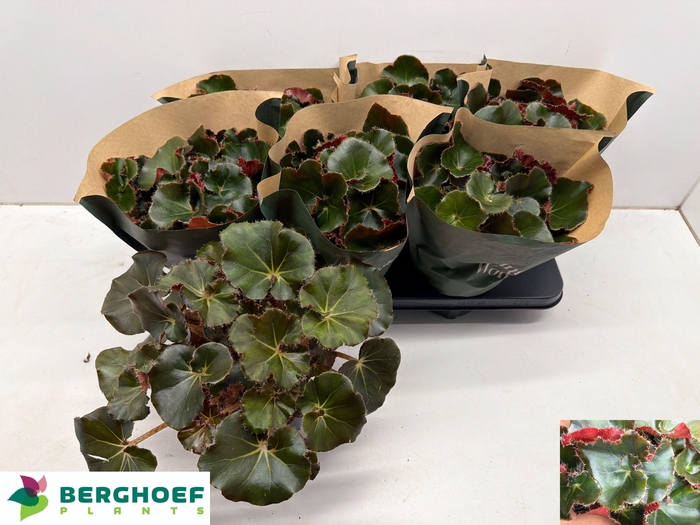 <h4>BEG ERY BLACK JUNGLE</h4>