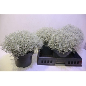 Leucoph Brownii