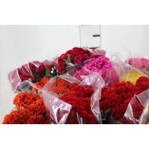 CELOSIA CRISTATA VARIADO 060 CM MISTO
