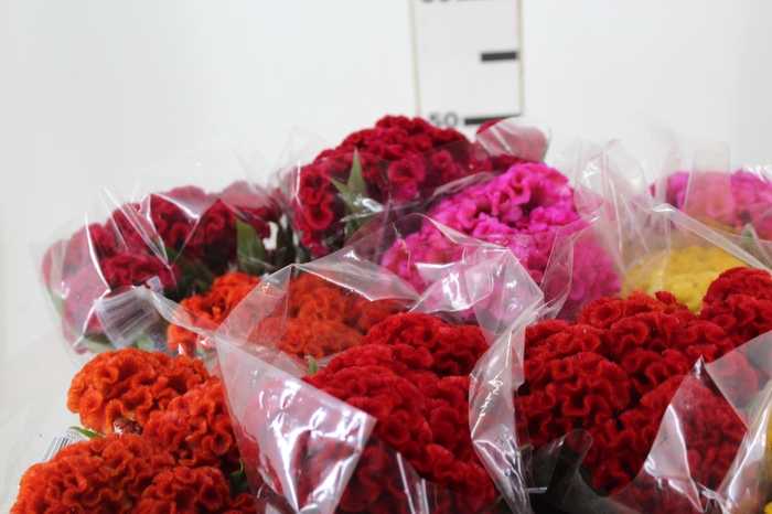 <h4>CELOSIA CRISTATA VARIADO 060 CM MISTO</h4>