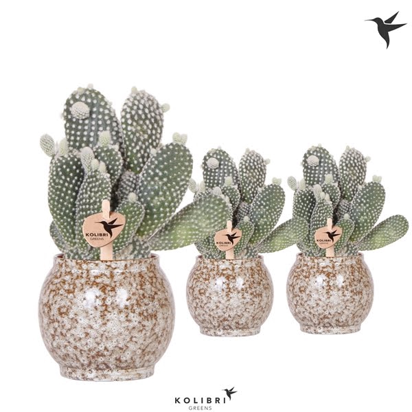 <h4>Kolibri Greens Opuntia white in Safari pot</h4>