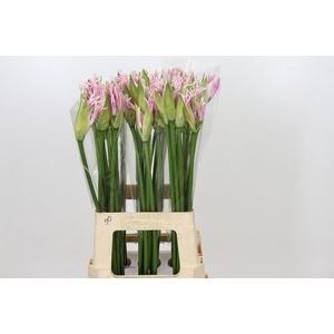 Nerine Berenice